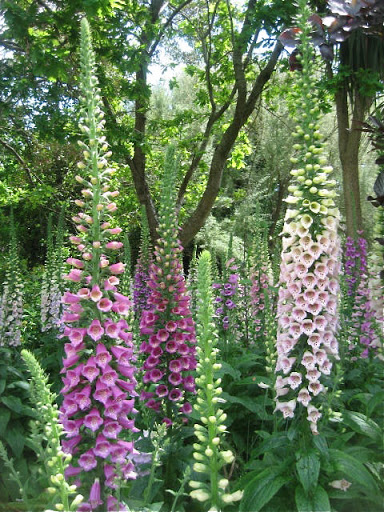 The Hidden Gardens of Penzance